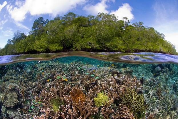 Image result for mangroves below and above
