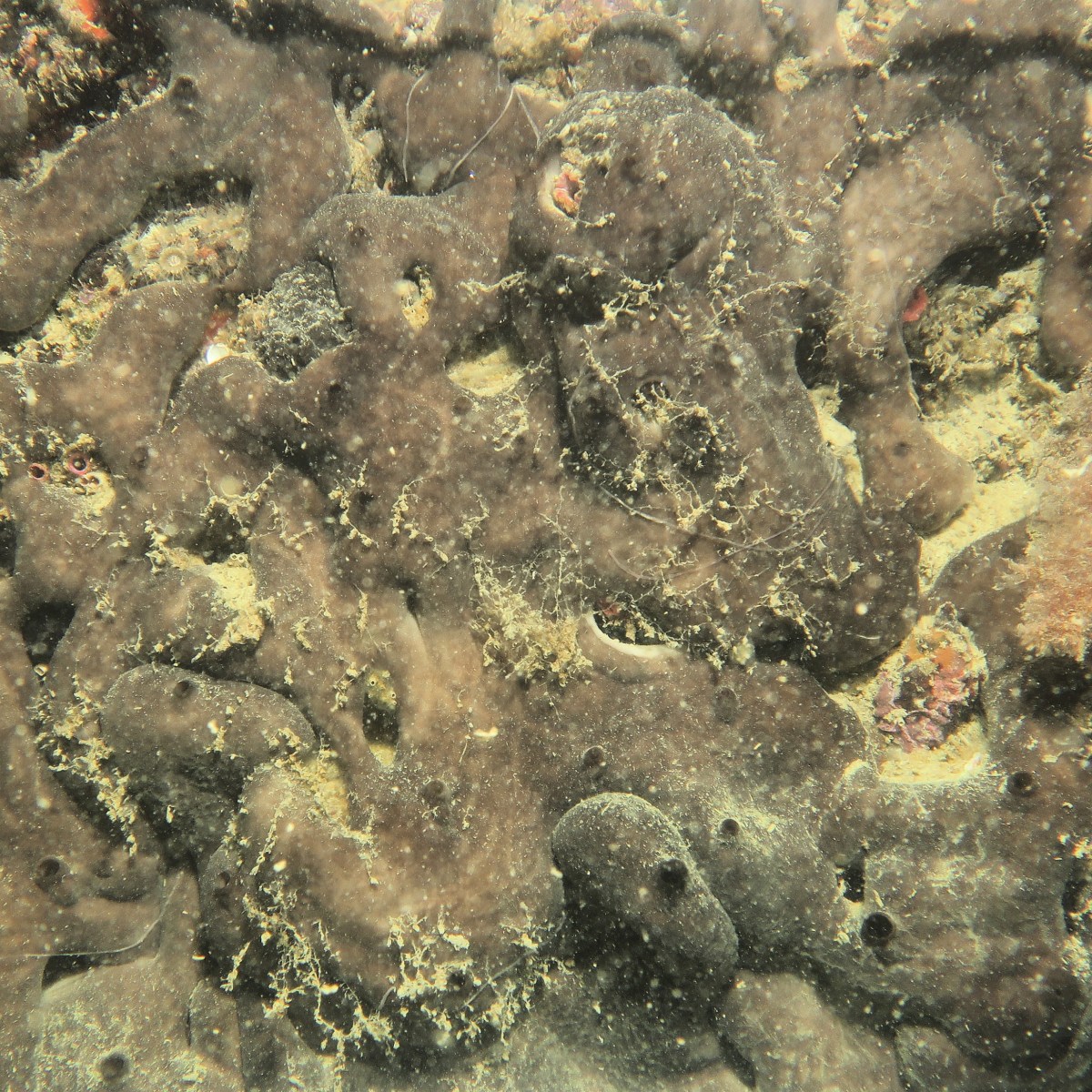 Sponge Collagen