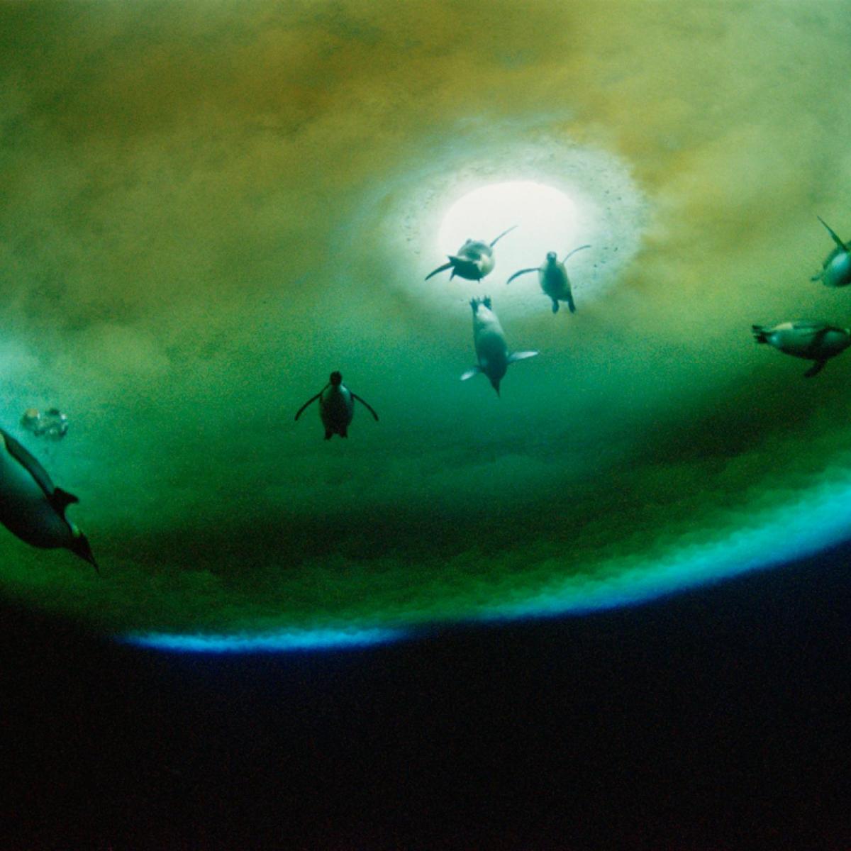 The story of fligthless&nbsp;birds