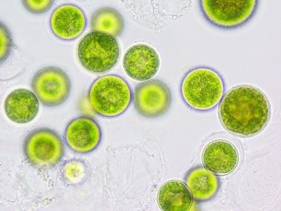 Algae Power