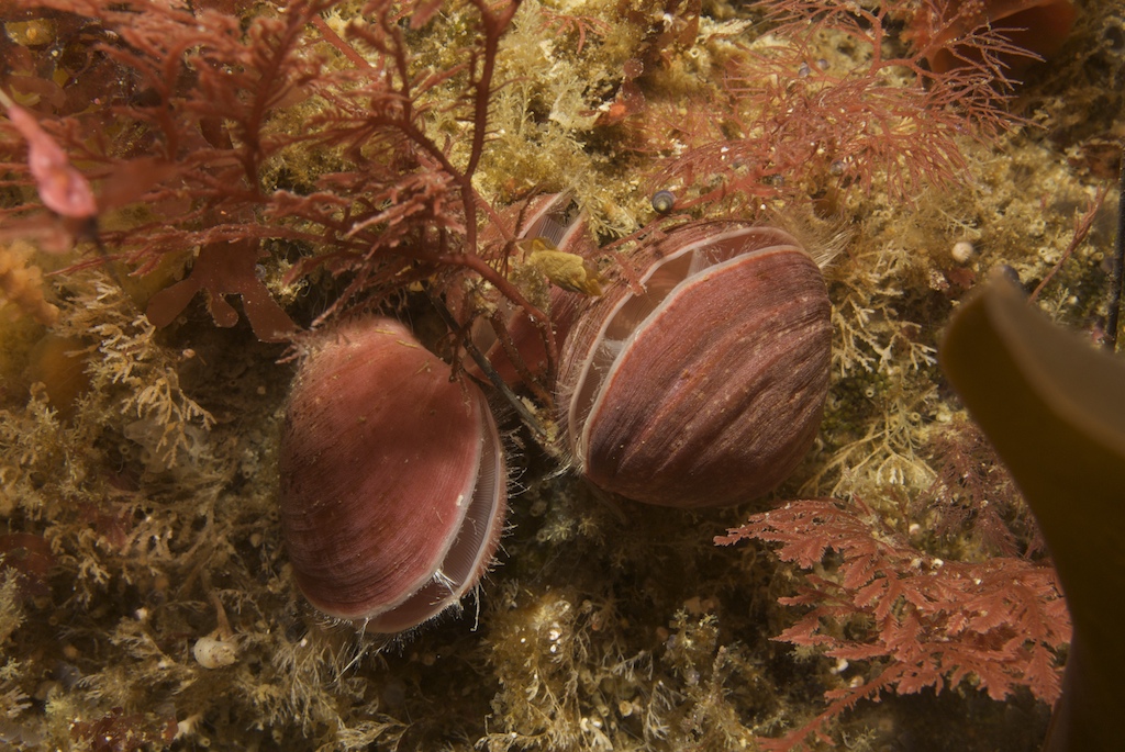 Liothyrella uva (Brachiopod) | Martin Schuster's Reports: Antarctica 2010