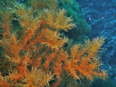 Canarias: Black Coral