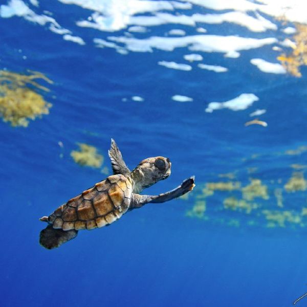 Mid-Atlantic Ridge: Turtles &&nbsp;Whales