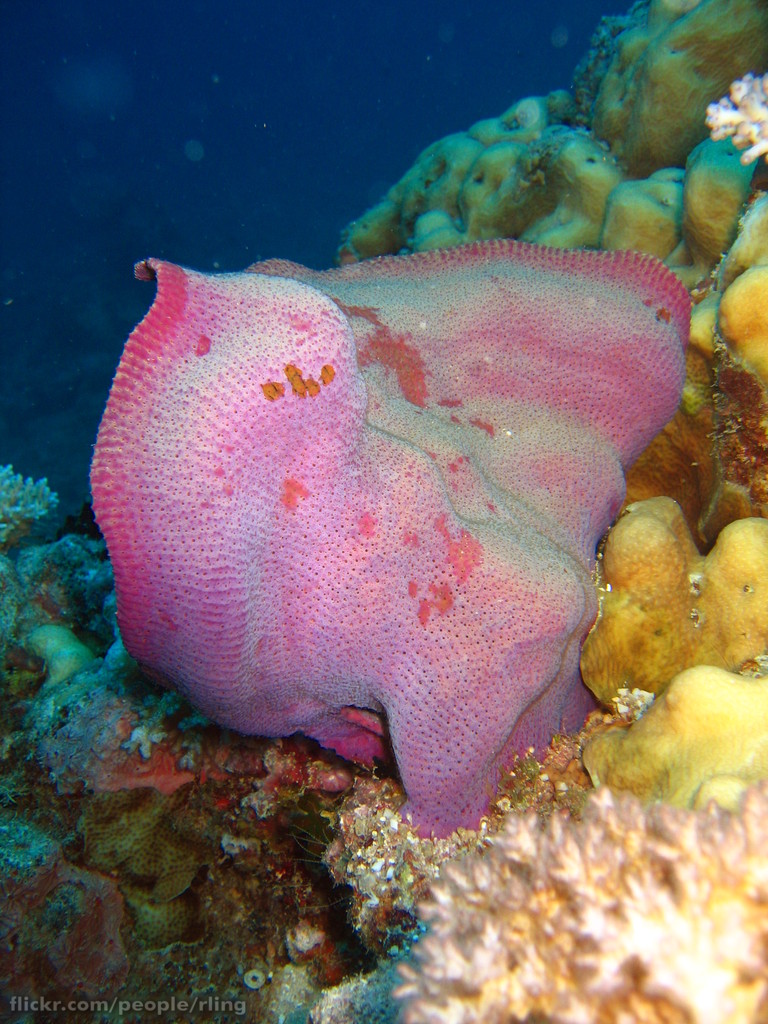 Risultati immagini per Lanthella sp.,