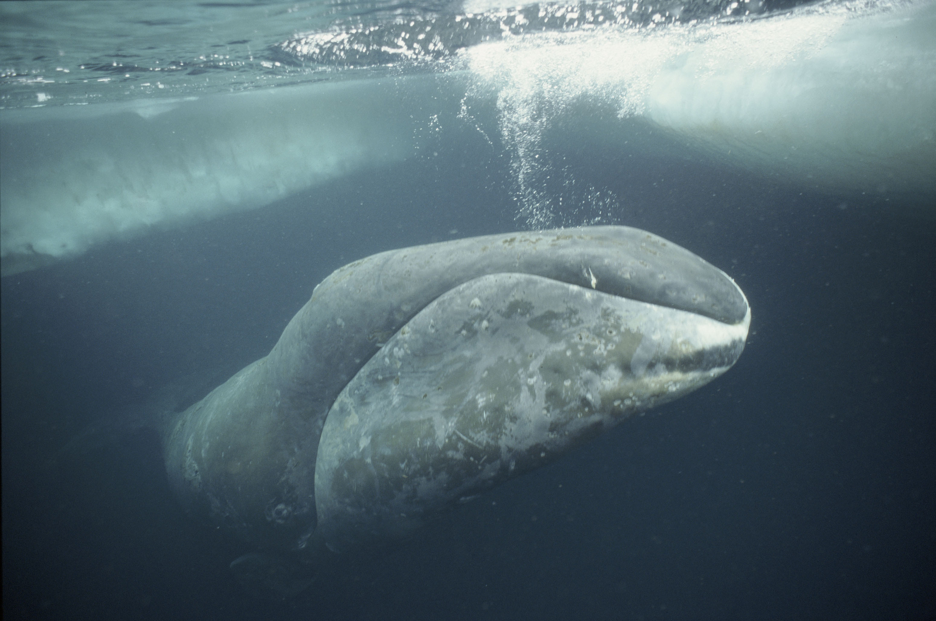 La baleine boréale (Balaena mysticetus) | WWF-Canada