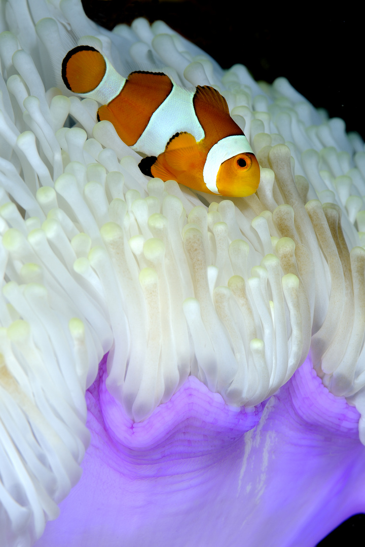 Risultato immagini per amphiprion ocellaris