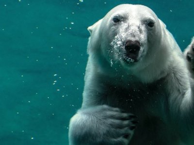 Polar bear on search of&nbsp;food
