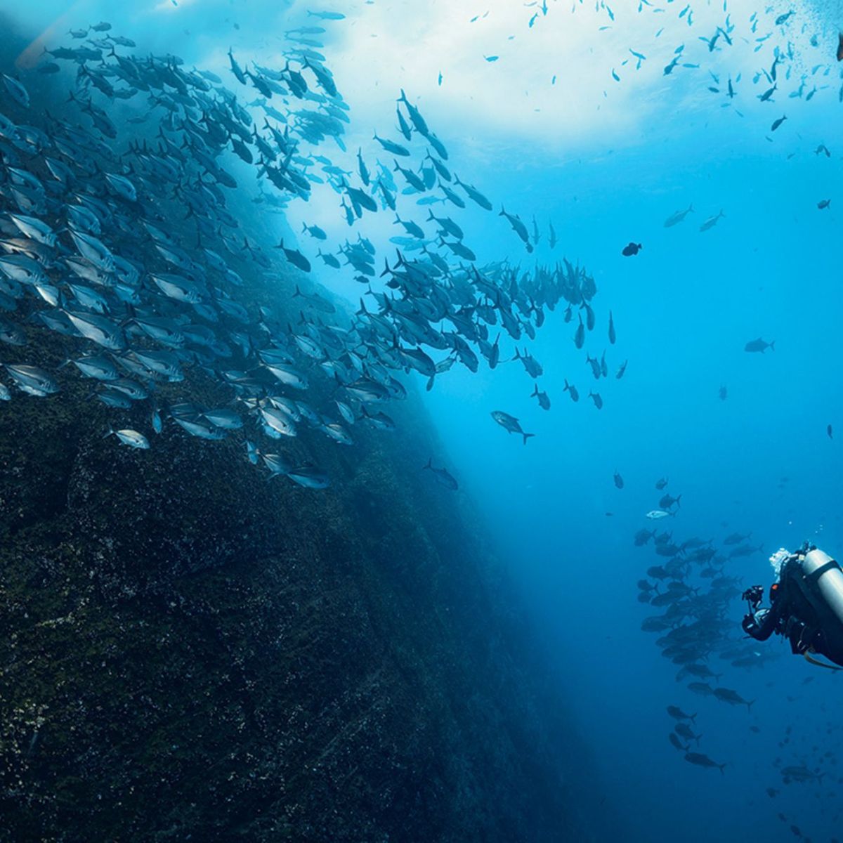 Mid-Atlantic Ridge: Biodiversity Around&nbsp;Seamounts