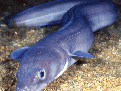 About The Conger&nbsp;Eel