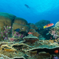 Eastern Pacific Barrier: Exchange Area? (Part&nbsp;2)