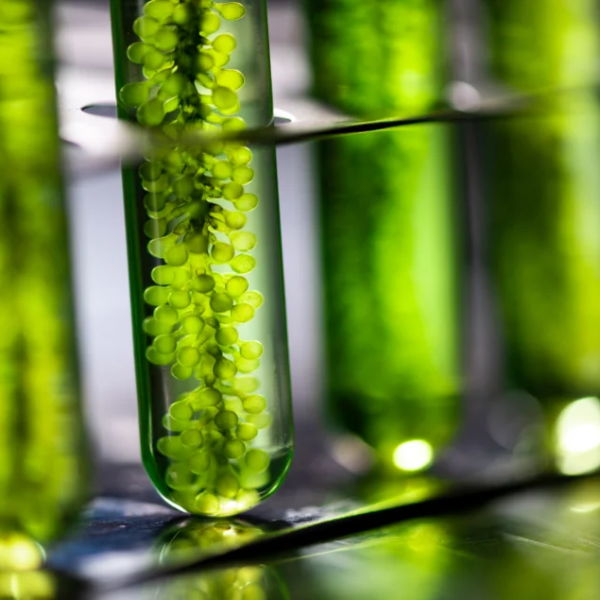 Biodiesel: a real&nbsp;alternative?