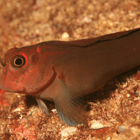 The Barrier Between Atlantic & Pacific: The Speciation Process Of Ophioblennius&nbsp;spp.