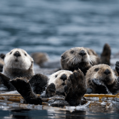 The dancing otter