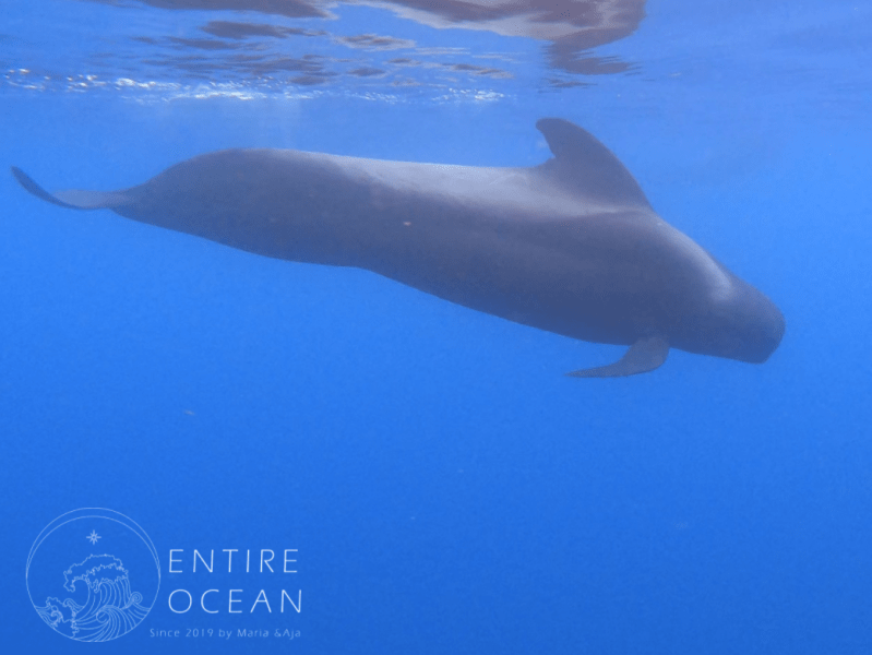 A pilot whale&nbsp;adventure