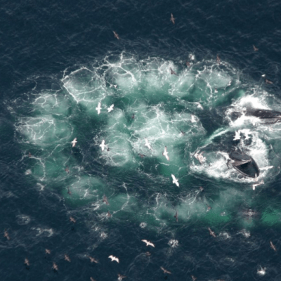 Ethology and Conservation of Marine&nbsp;Mammals